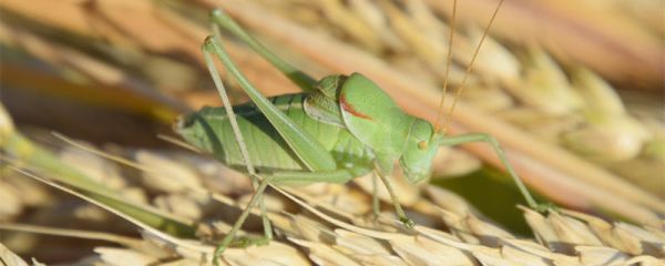 纺织娘俗称是什么 纺织娘一般栖息在哪里