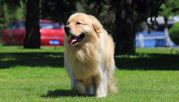 拉布拉多和金毛的区别  拉布拉多和金毛的区别是什么