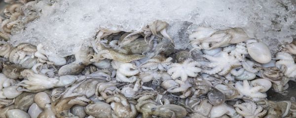 吃小墨鱼仔要不要去内脏 吃小墨鱼仔要去掉内脏吗