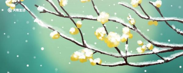 梅花的象征意义 梅花代表什么象征意义