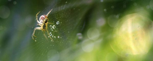 蜘蛛生活在哪里 蜘蛛介绍
