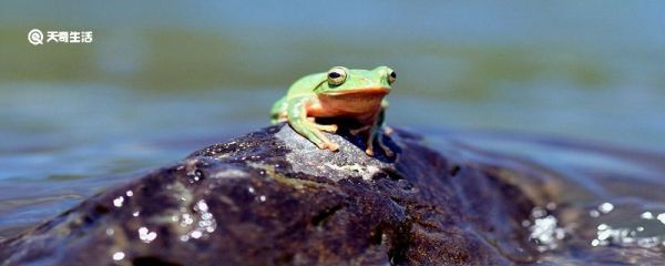 青蛙对人类的好处和作用 青蛙主要有什么作用