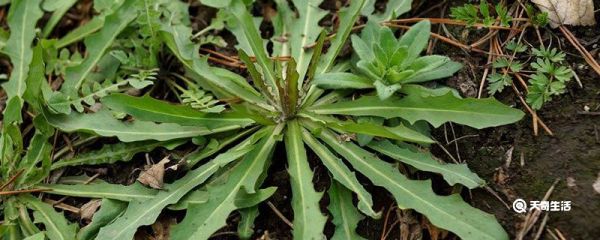 苦菜的功效与作用 苦菜的功效与作用是什么