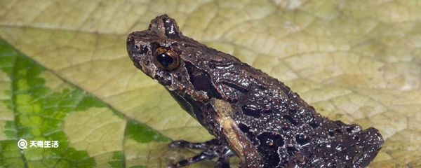 为什么负子蟾要背着孩子 负子蟾为什么要背着孩子