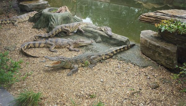 鳄鱼是什么动物   鳄鱼是啥动物