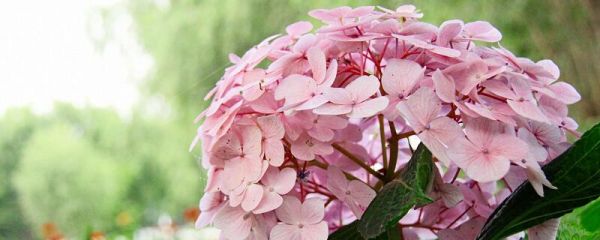 绣球花有毒吗 手碰了绣球花的叶子会中毒吗