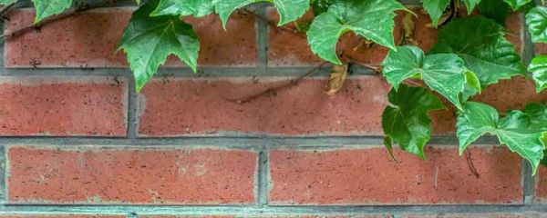 一块砖多重 一块标准红砖重多少