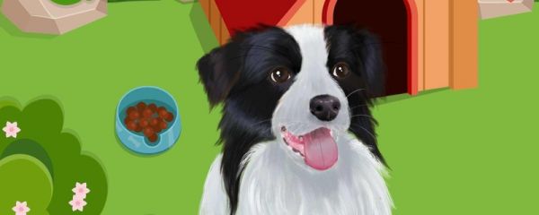 导盲犬为什么寿命比较短 一般寿命几年