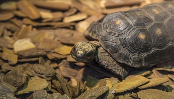 买回来的甲鱼怎么存放 买回来的甲鱼如何存放