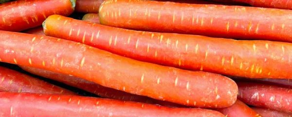 立春后胡萝卜怎么保存 怎么判断胡萝卜变质了