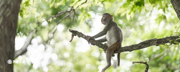 动物的共同特点是什么 动物的共同特点有哪些