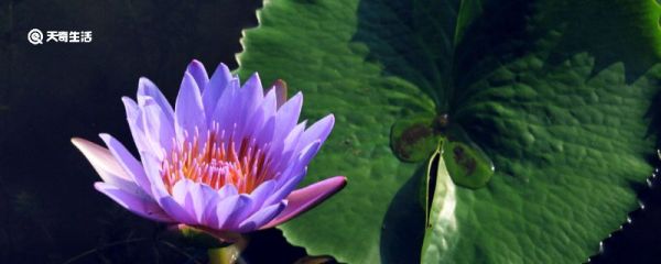 什么是被子植物 什么是被子植物裸子植物