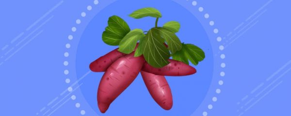 白露为什么要吃番薯 白露时节还吃哪些食物