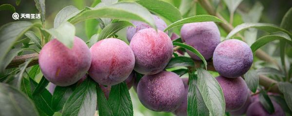 脆红李和青脆李区别 脆红李和青脆李区别有哪些