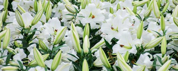 百合花语 百合的花语是什么