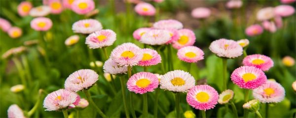 小雏菊花语 小雏菊的花语是什么