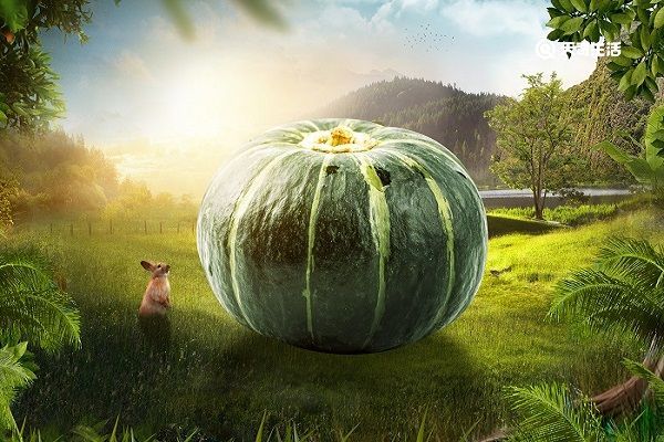 绿南瓜的功效与作用 绿南瓜的功效与作用及禁忌