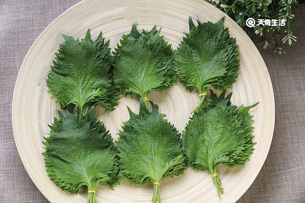紫苏叶泡水的功效与作用 紫苏泡水的功效与作用