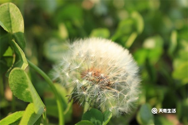 黄黄苗的功效与作用 黄黄苗有什么功效与作用