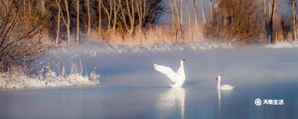 天鹅和大雁的区别 天鹅和大雁有什么不同
