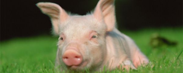 朝夕相处的动物是什么 朝夕相处的动物是什么生肖