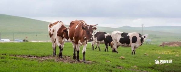 奶牛分公母吗 奶牛分不分公母