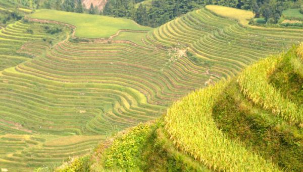 中国第一粮食大省 中国第一粮食大省是哪个省