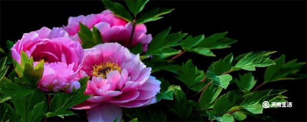 洛阳牡丹什么时候开 洛阳牡丹什么时候开放