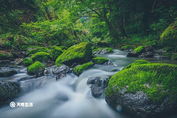 青苔的功效与作用 青苔的功效与作用是什么