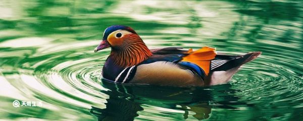 鸳鸯吃什么 鸳鸯吃的是什么东西