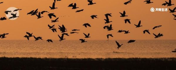 大雁和鹅的区别 大雁和鹅有什么不同