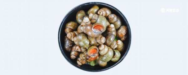 田螺吃哪个部位 田螺主要吃哪里