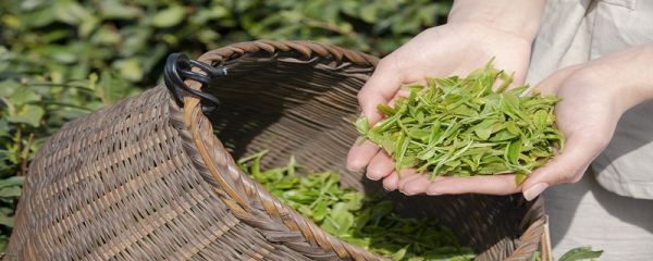 哪些茶叶是绿茶 哪些茶叶属于绿茶