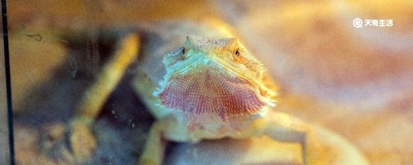 什么是冷血动物 什么是冷血动物和热血动物