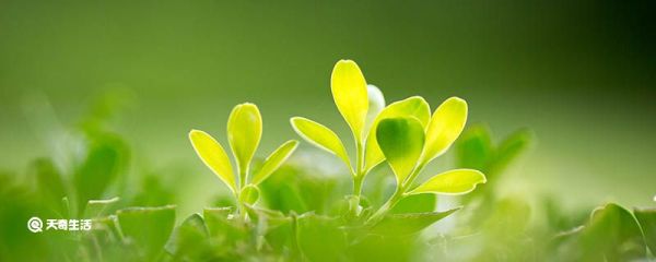 立春吃什么传统美食 立春是什么