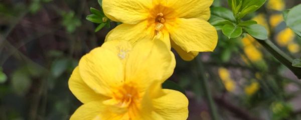 立春后还会冷多久 立春的气候特点