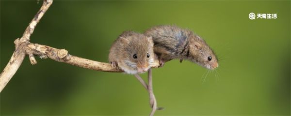 世界上最大的老鼠有多大 世界上最大的老鼠有多大有多重