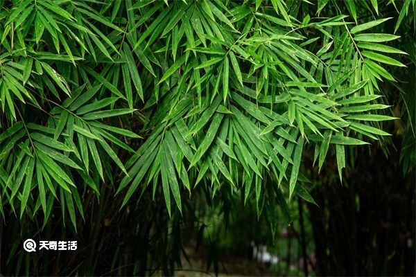 小竹叶的功效与作用 小竹叶的功效与作用是什么