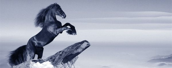 自强不息代表什么动物 代表自强不息的动物