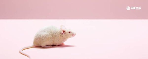 为什么老鼠喜欢啃咬硬物 老鼠为什么喜欢啃咬硬物