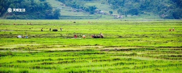 春天的诗句有哪些 春天的诗句有哪些诗句