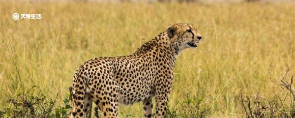 动物尾巴的作用 动物尾巴的作用有哪些作用