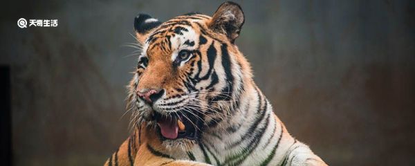 为什么老虎喜欢淋浴而不爱泡浴 为什么老虎喜欢淋浴
