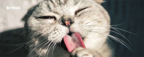 噬元兽是什么梗 噬元兽什么梗