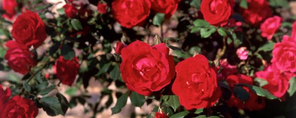 honey是什么意思  honey是指什么意思