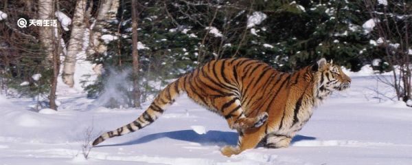 明年是什么年2021年属 2021年是什么年