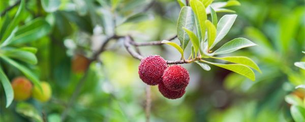 仙居杨梅怎么保存 仙居杨梅怎么保存能放时间长一点