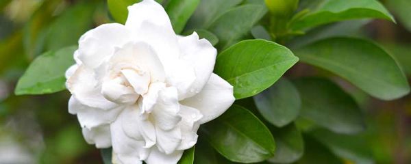 栀子花花语 栀子花花语是什么