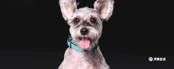 雪纳瑞掉毛吗 雪纳瑞会不会掉毛