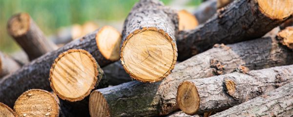 我国栽种的树木年轮较密的一方向着哪面 年轮代表着什么